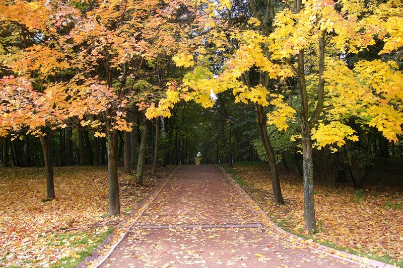 Кленовые деревья в Царицыно