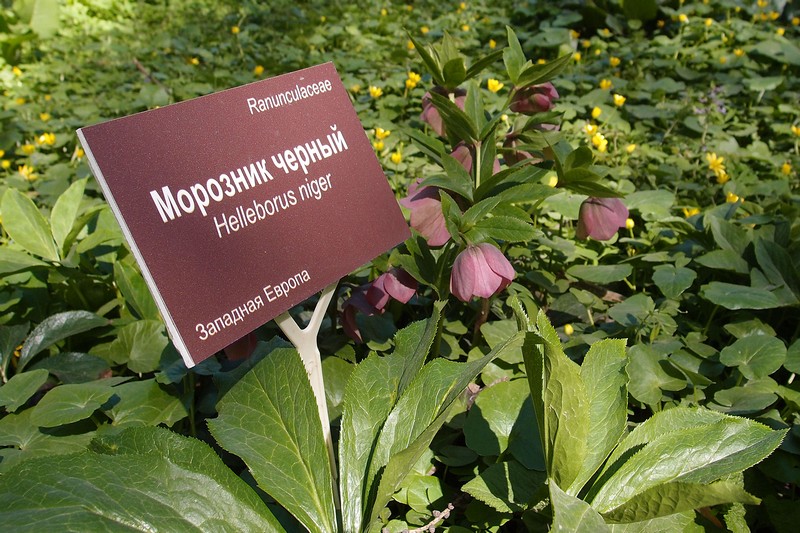 Тенелюбивый морозник