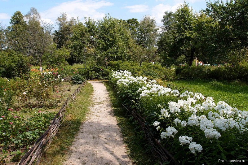 Белые флоксы
