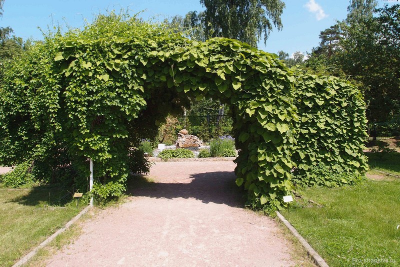 Зеленая арка