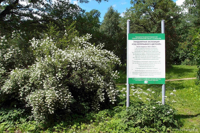 Цветы и плакат