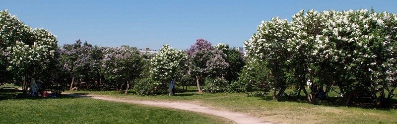 Цветущие кусты