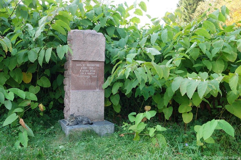 Сахалинская гречиха