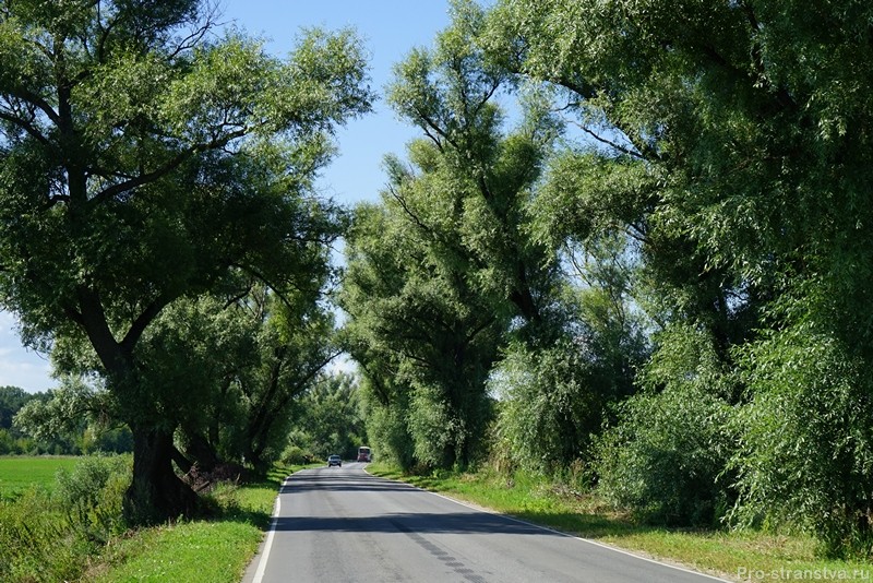 Старинная вязовая аллея