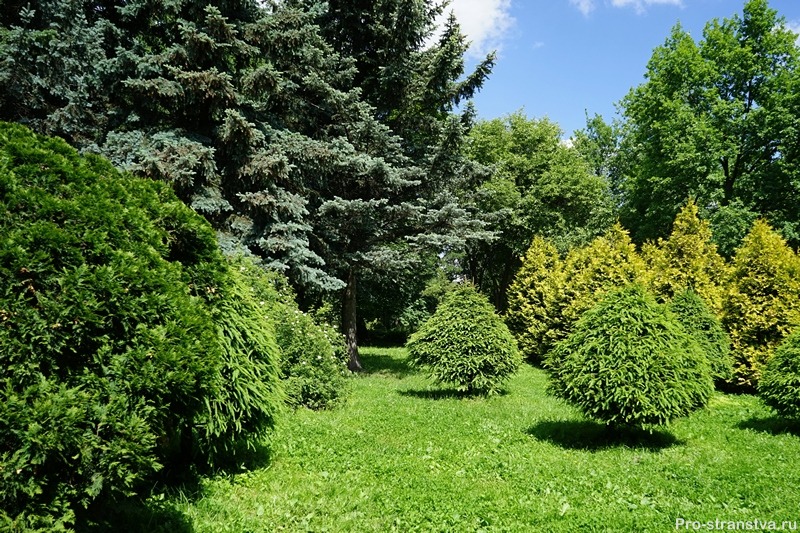 Коллекция хвойников