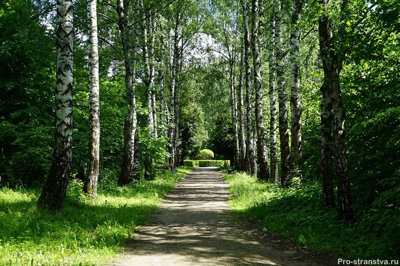 Березовая аллея