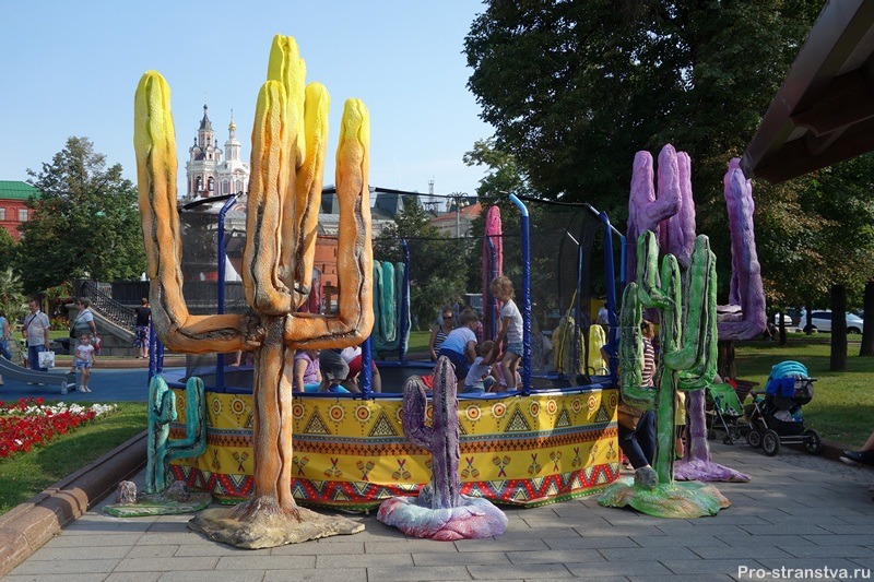 Мексиканские кактусы в Москве