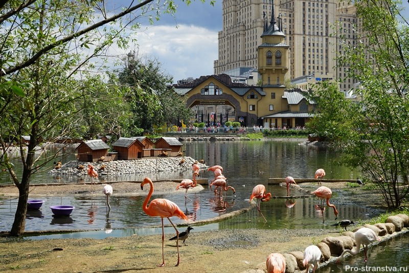 Розовые фламинго