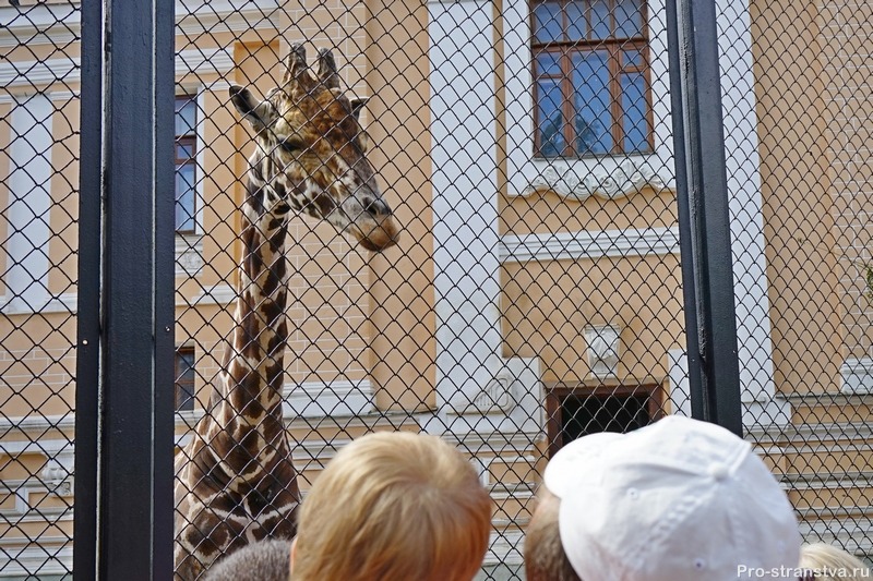 Жираф Самсон